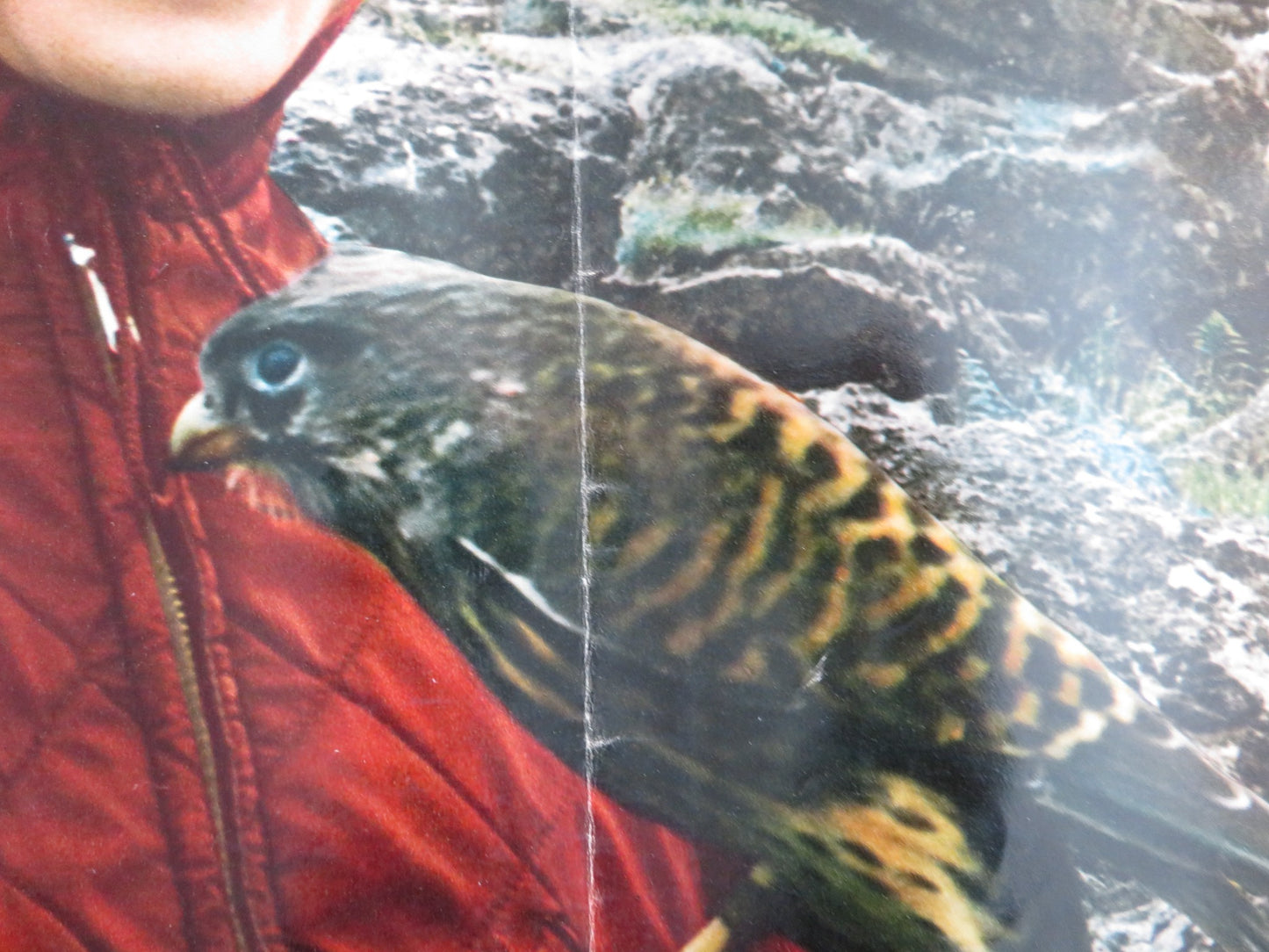 CORRI LIBERO E SELVAGGIO B ITALIAN FOTOBUSTA POSTER JOHN MILLS SYLVIA SYMS 1970 - Rendezvous Cinema