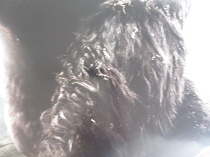 KING KONG - A US ONE SHEET ROLLED POSTER JACK BLACK NAOMI WATTS 2005 Rendezvous Cinema Movie posters