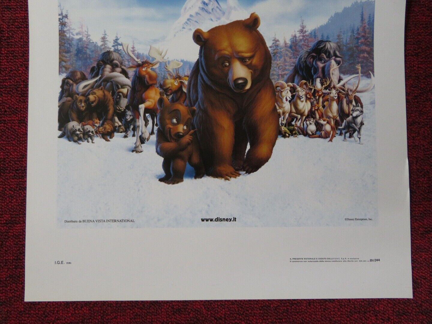 KODA FRATELLO ORSO ITALIAN LOCANDINA (27.5"x13") POSTER DISNEY PHIL COLLINS '03 - Rendezvous Cinema