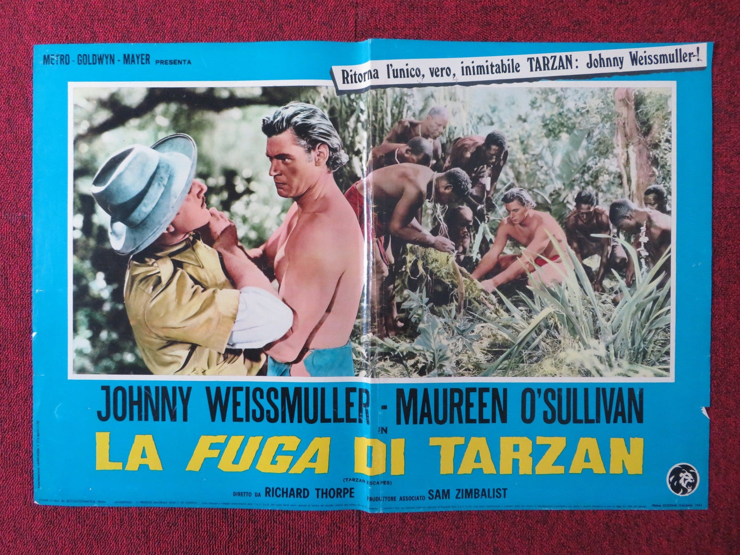 LA FUGA DI TARZAN / TARZAN ESCAPES - A ITALIAN FOTOBUSTA POSTER WEISSMULLE 1954 Rendezvous Cinema Movie posters