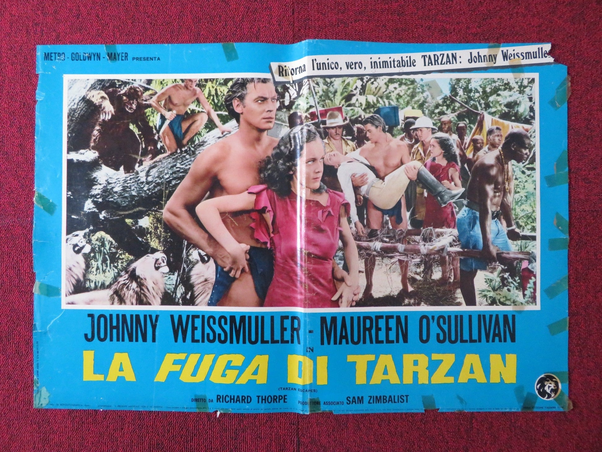 LA FUGA DI TARZAN / TARZAN ESCAPES - B ITALIAN FOTOBUSTA POSTER WEISSMULLE 1954 Rendezvous Cinema Movie posters