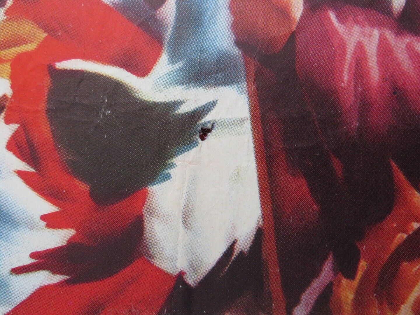 LA TEMPESTAD / TEMPEST SPANISH ROLLED POSTER SILVANA MANGANO VAN HEFLIN 1958 Movie posters