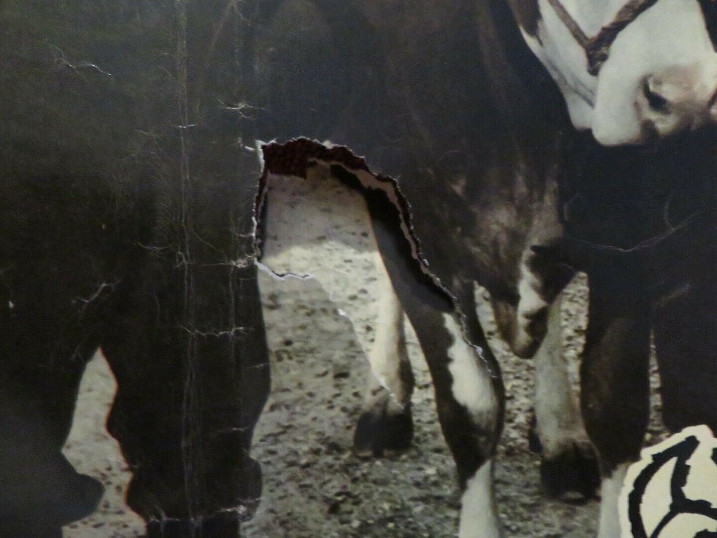 LA VACCA E IL PRIGIONIERO / THE COW AND I ITALIAN FOTOBUSTA POSTER 1959 Movie posters