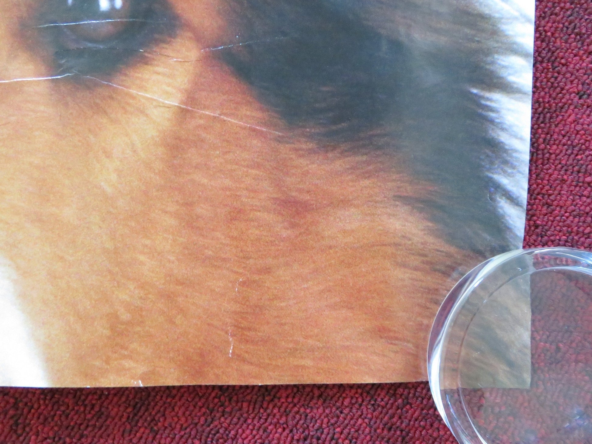 LASSIE UK QUAD (30"x 40") ROLLED POSTER PETER O'TOOLE SAMANTHA MORTON 2005 Rendezvous Cinema Movie posters