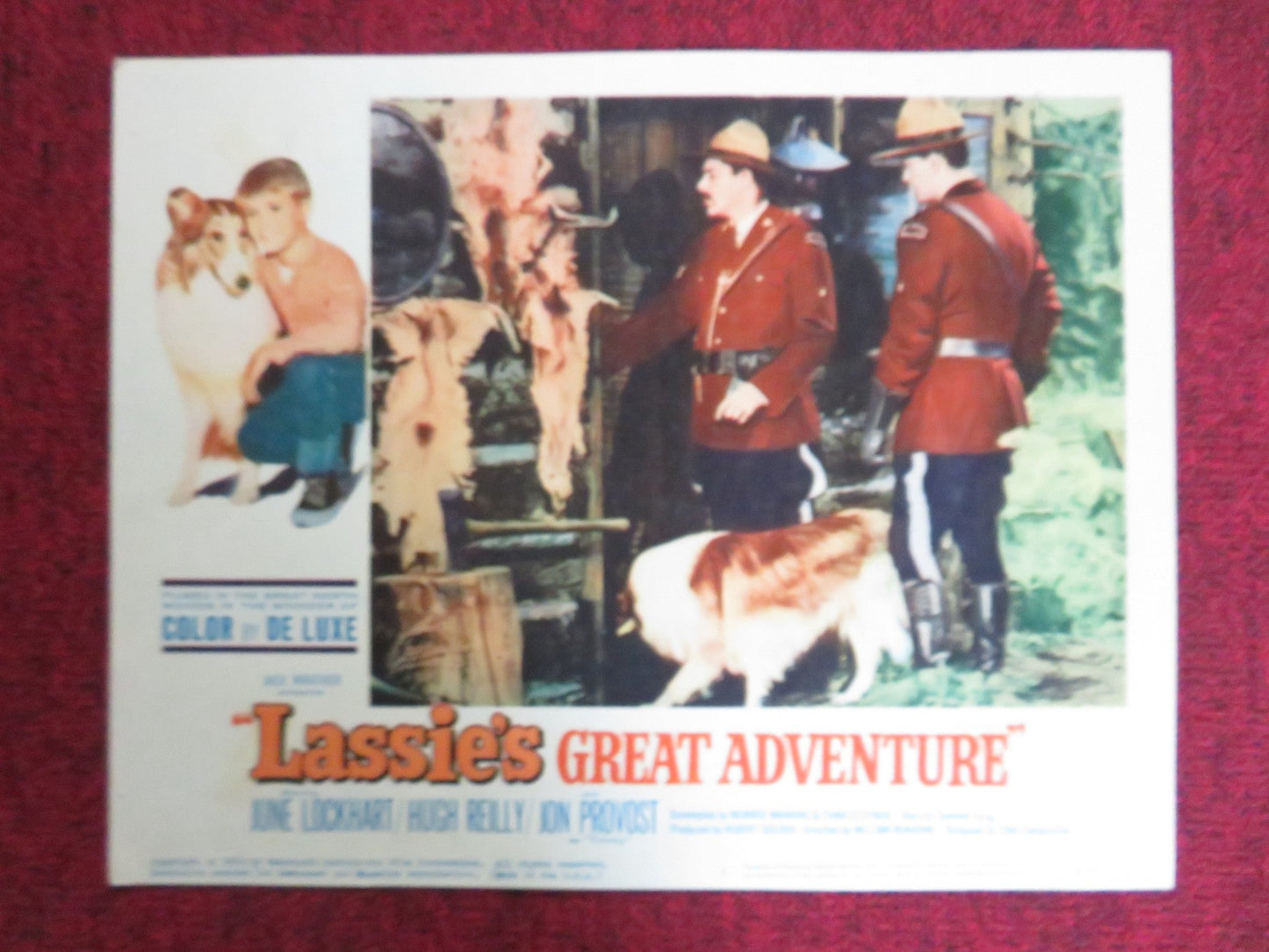 LASSIE'S GREAT ADVENTURE US LOBBY CARD FULL SET JUNE LOCKHART HUGH REILLY 1963 Rendezvous Cinema Movie posters