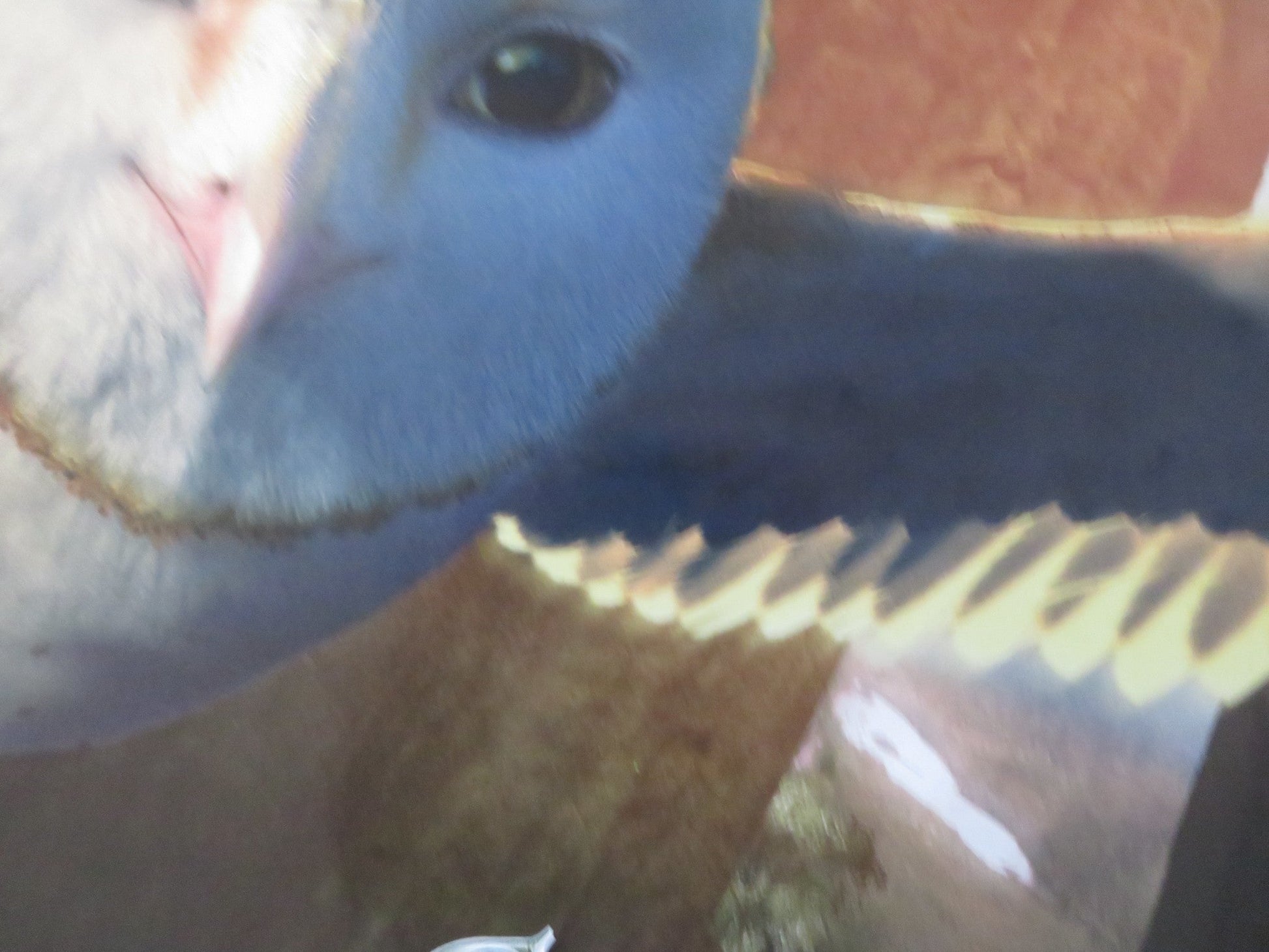 LEGEND OF THE GUARDIANS: THE OWLS OF GA'HOOLE UK QUAD ROLLED POSTER BARCLAY 2010 Rendezvous Cinema Movie posters