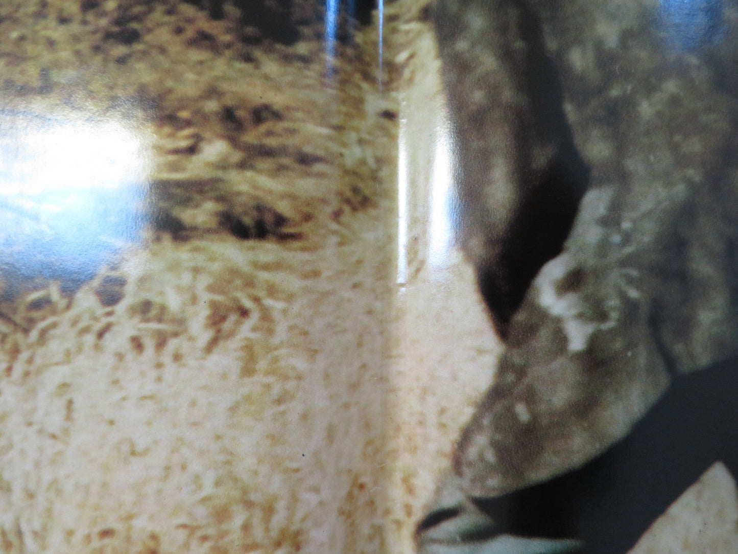 MALEVIL - H ITALIAN FOTOBUSTA POSTER MICHEL SERRAULT JACQUES DUTRONC 1981 Rendezvous Cinema Movie posters