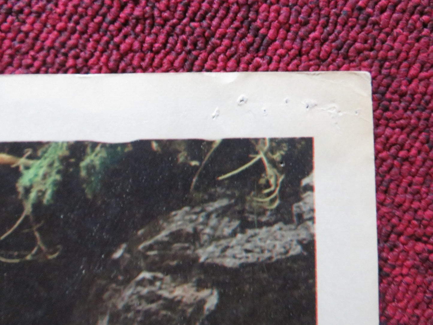 MARA OF THE WILDERNESS US LOBBY CARD SET LORI SAUNDERS ADAM WEST 1965 Rendezvous Cinema Movie posters