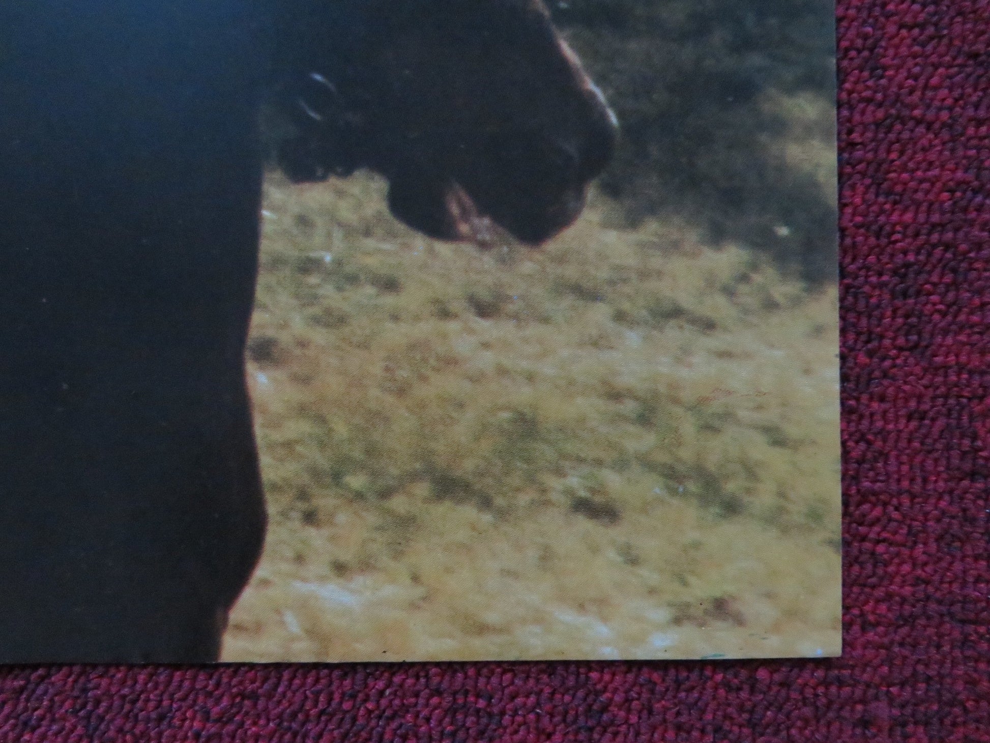 MASOCH - A ITALIAN FOTOBUSTA POSTER PAOLO MALCO FRANCESCA DE SAPIO 1980 Rendezvous Cinema Movie posters