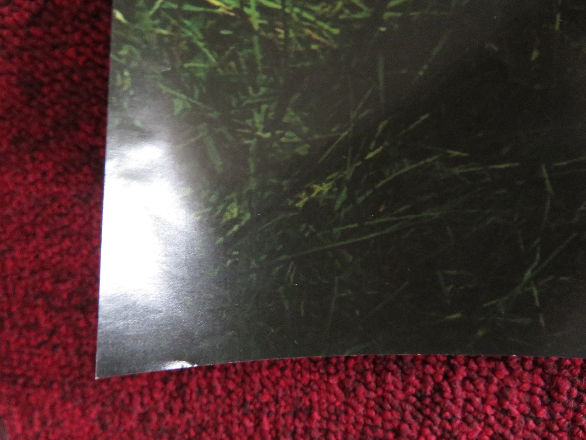 MORRIS: A LIFE WITH BELLS ON UK QUAD (30"x 40") ROLLED POSTER LUCY AKHURST 2009 Rendezvous Cinema Movie posters