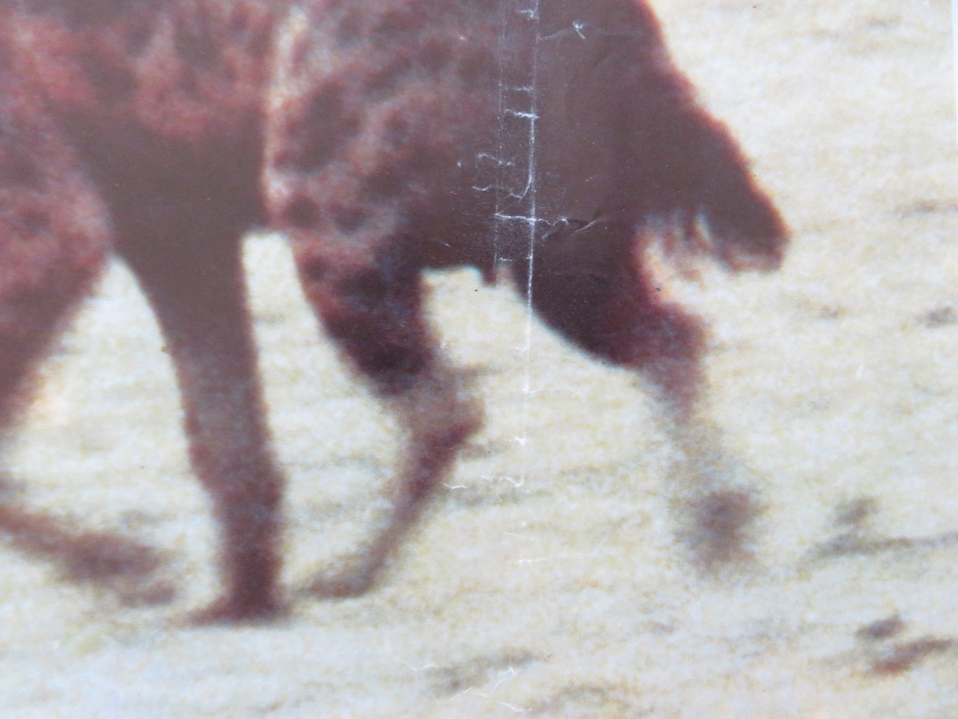 NAKED AND CRUEL - C ITALIAN FOTOBUSTA POSTER ALBERT THOMAS 1984 Rendezvous Cinema Movie posters