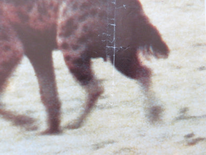 NAKED AND CRUEL - C ITALIAN FOTOBUSTA POSTER ALBERT THOMAS 1984 Rendezvous Cinema Movie posters