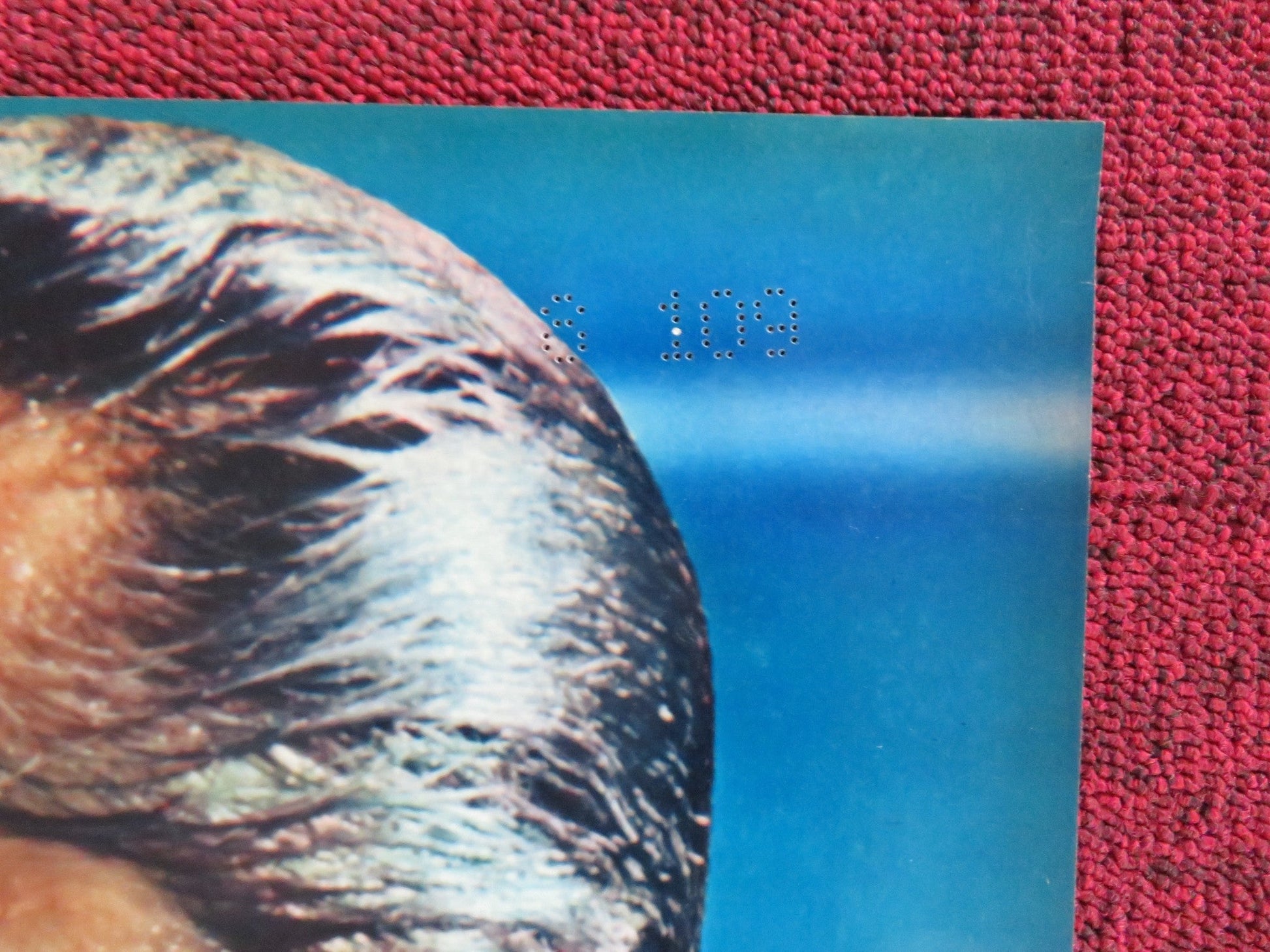 NIGHTMARE IN THE SUN - B ITALIAN FOTOBUSTA POSTER URSULA ANDRESS JOHN DEREK 1965 Rendezvous Cinema Movie posters