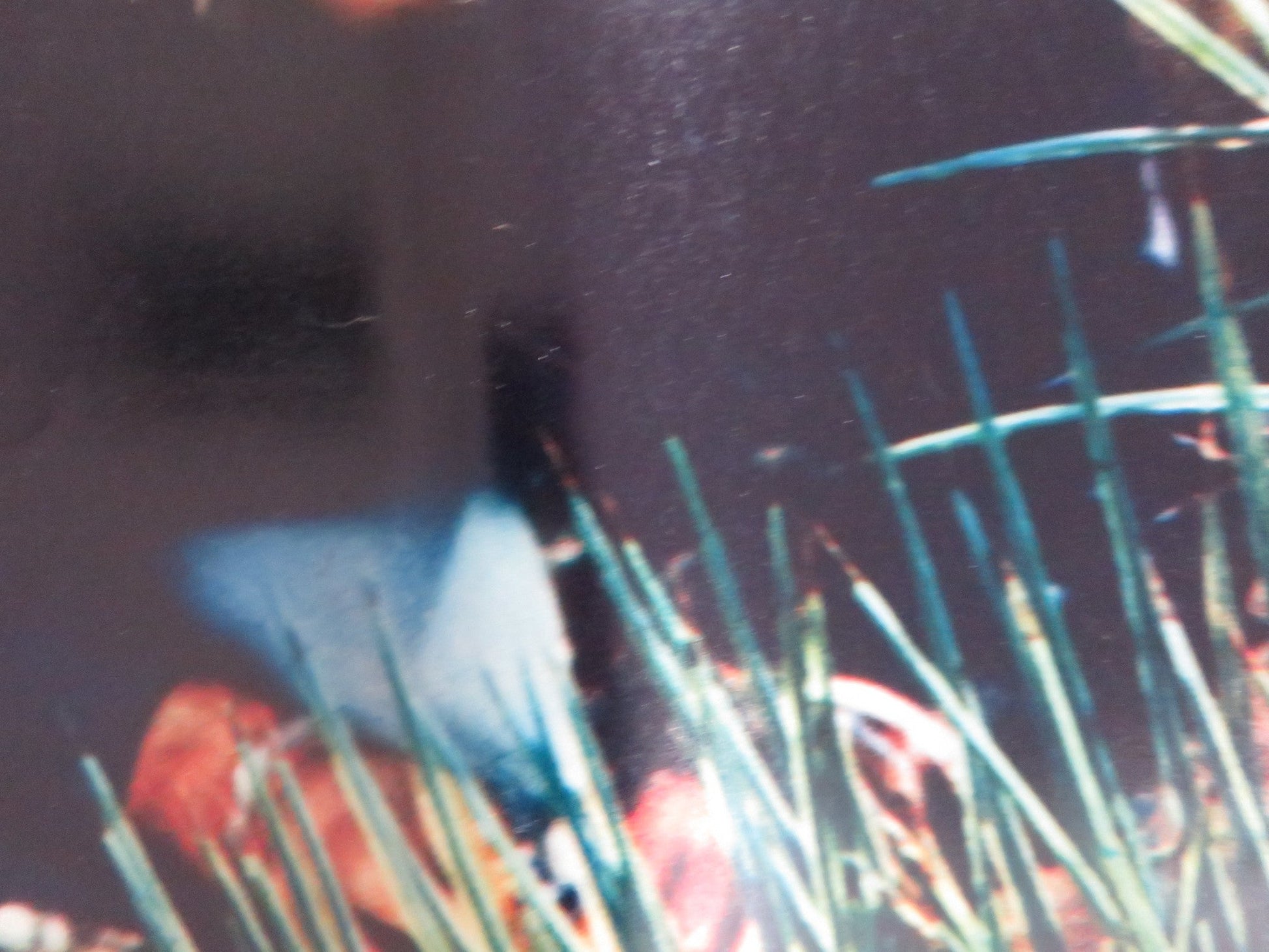 NIGHTMARE IN THE SUN - E ITALIAN FOTOBUSTA POSTER URSULA ANDRESS JOHN DEREK 1965 Rendezvous Cinema Movie posters