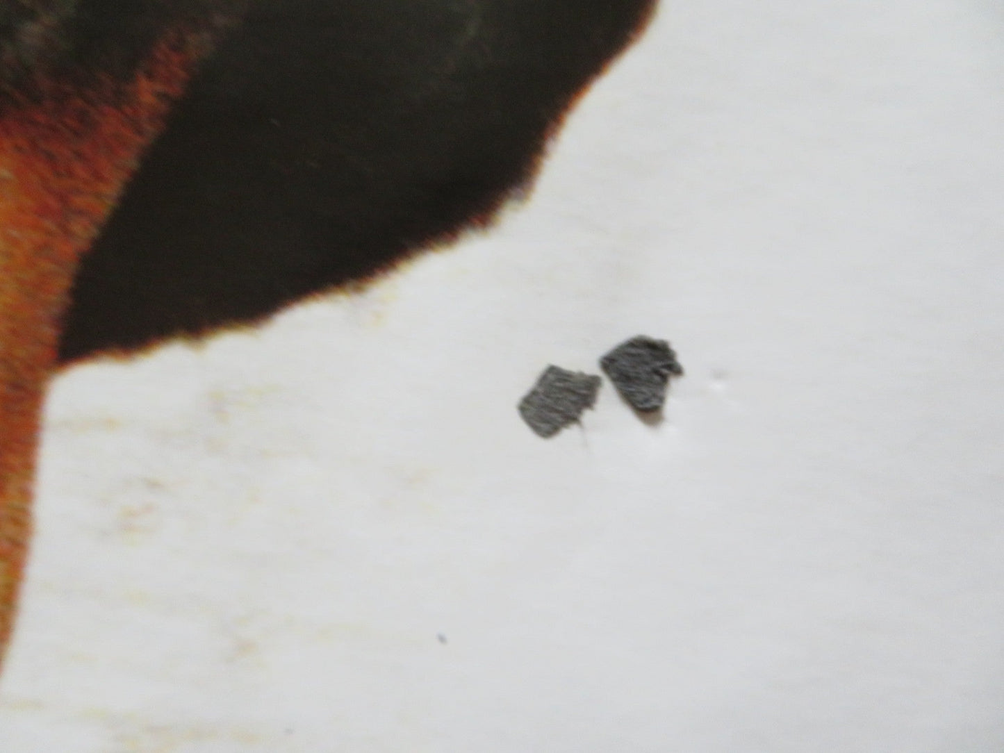 OLIVER TWIST UK QUAD (30"x 40") ROLLED POSTER BARNEY CLARK JEREMY SWIFT 2005 Rendezvous Cinema Movie posters