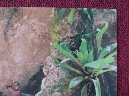 PIRATES OF THE CARIBBEAN: DEAD MAN'S CHEST - D ITALIAN FOTOBUSTA POSTER 2006 Rendezvous Cinema Movie posters