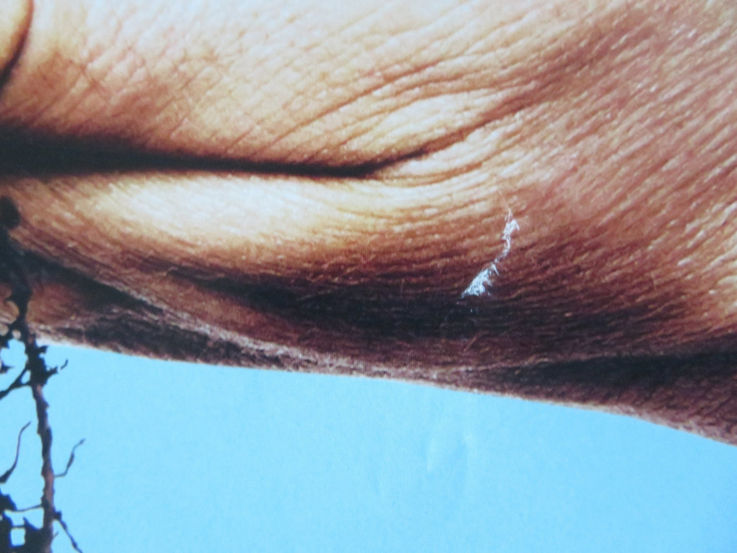 PROJECT WILD THING ROLLED 33" X 23.5" POSTER MICHAEL DEPLEDGE Rendezvous Cinema Movie posters