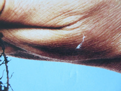 PROJECT WILD THING ROLLED 33" X 23.5" POSTER MICHAEL DEPLEDGE Rendezvous Cinema Movie posters