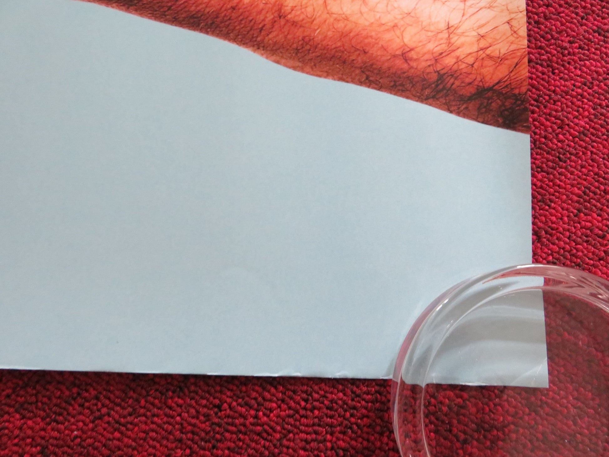 PROJECT WILD THING UK QUAD ROLLED POSTER MICHAEL DEPLEDGE 2013 Rendezvous Cinema Movie posters