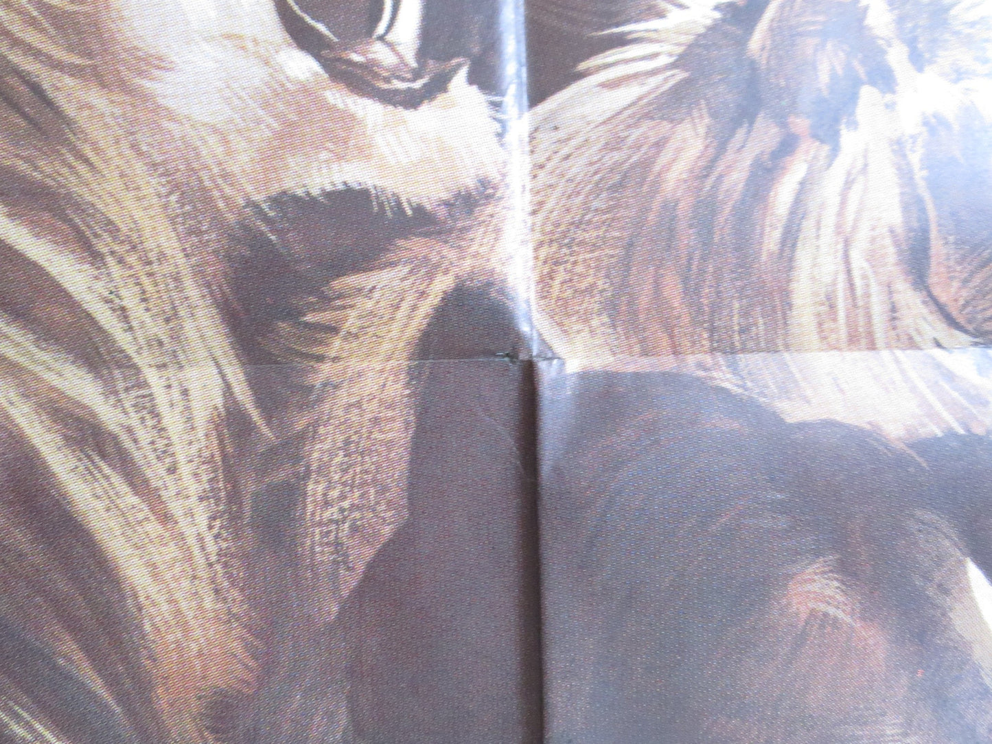 ROAR ITALIAN 2 FOGLIO POSTER TIPPI HEDREN NOEL MARSHALL 1981 Rendezvous Cinema Movie posters