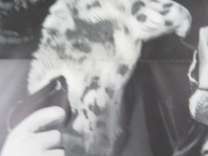 SECRET AGENT FIREBALL FOLDED US ONE SHEET POSTER RICHARD HARRISON 1966 Rendezvous Cinema Movie posters