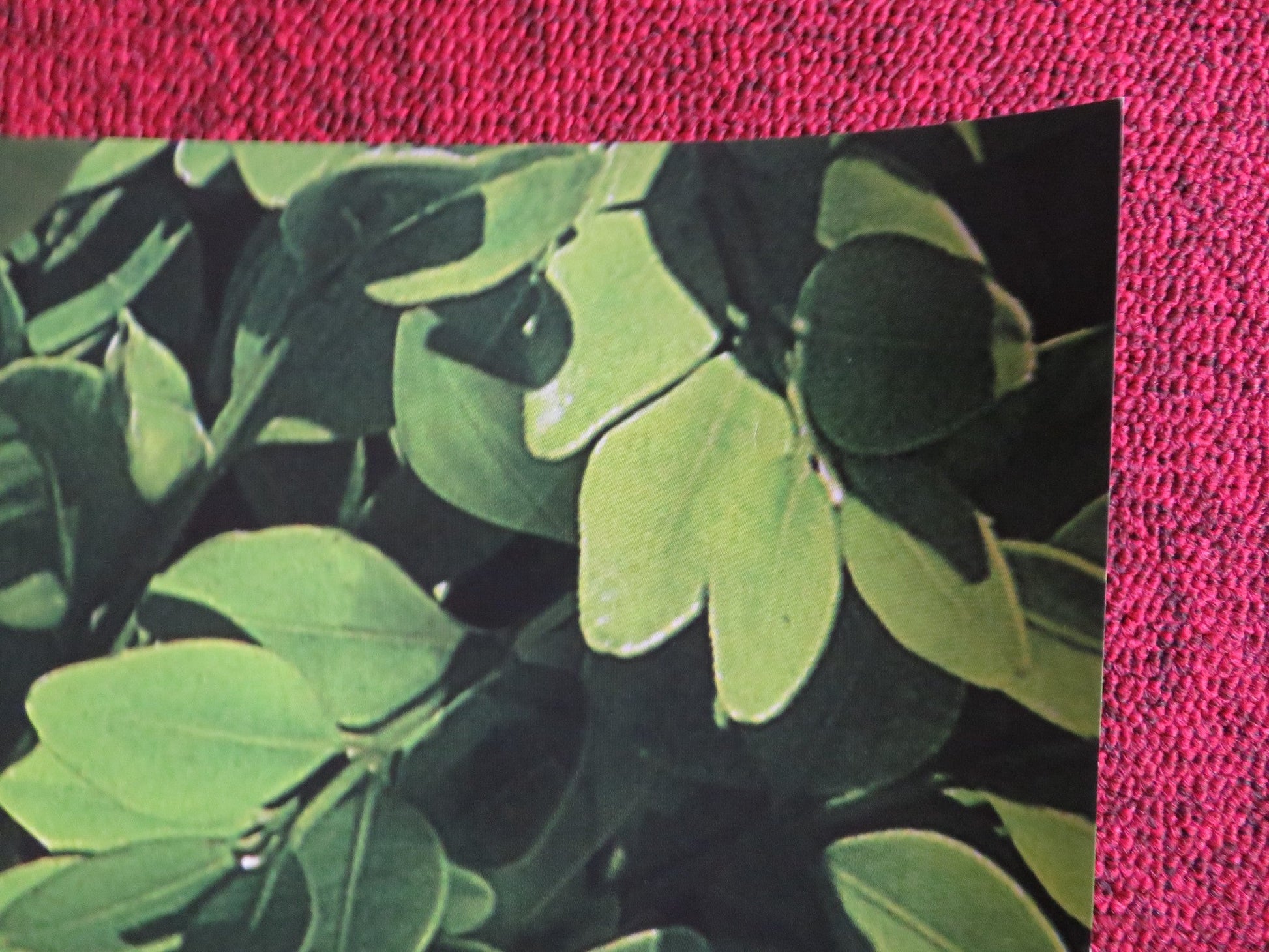 SHERLOCK GNOMES UK QUAD (30"x 40") ROLLED POSTER EMILY BLUNT MICHAEL CAINE 2018 Rendezvous Cinema Movie posters