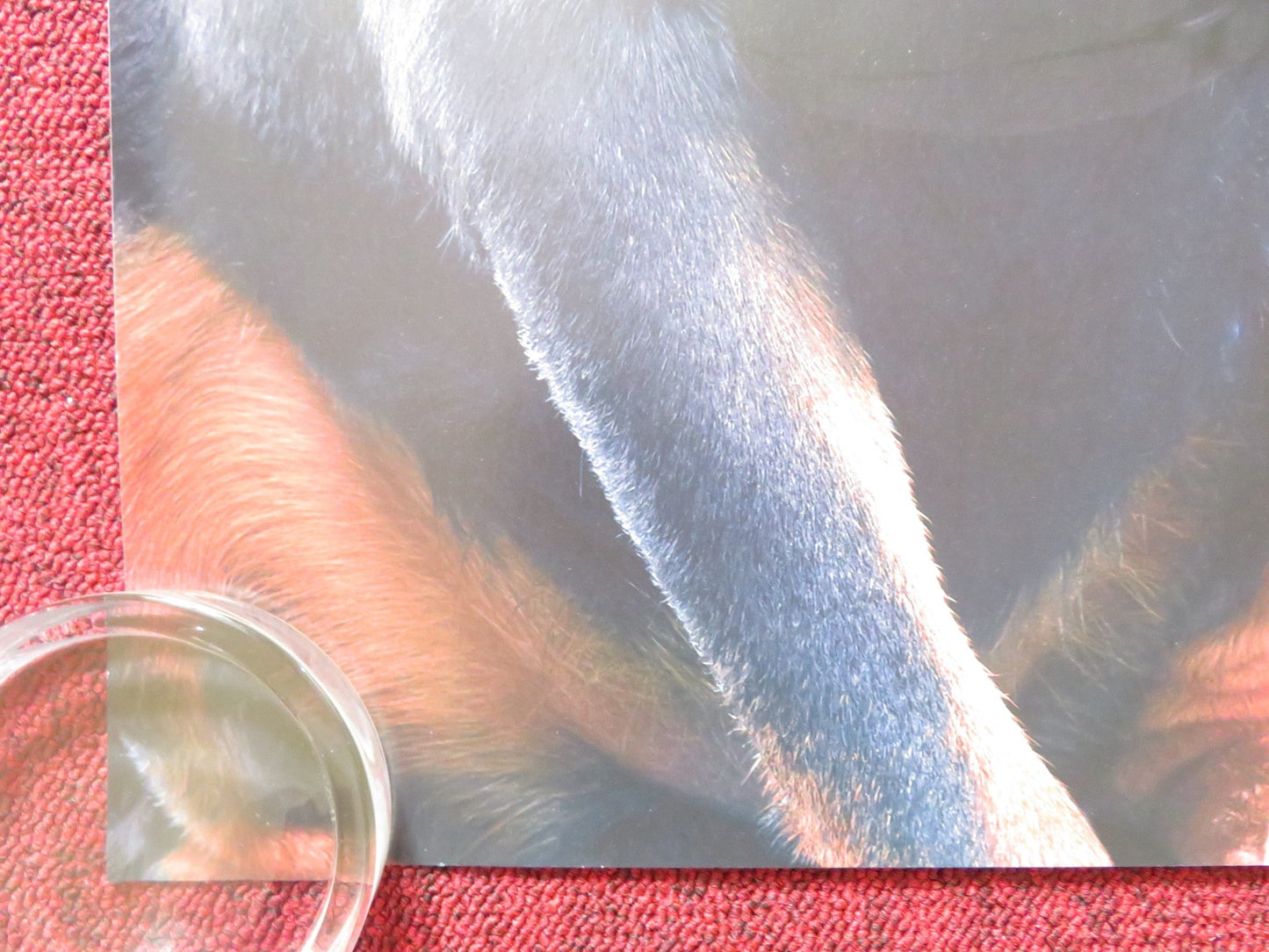 SHOW DOGS UK QUAD (30"x 40") ROLLED POSTER WILL ARNETT LUDACRIS 2018 Rendezvous Cinema Movie posters