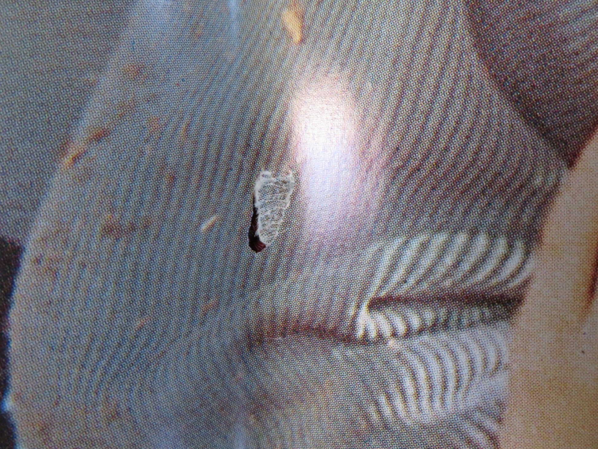 SLEEPWALKERS - F ITALIAN FOTOBUSTA POSTER STEPHEN KING BRIAN KRAUSE 1992 Rendezvous Cinema Movie posters