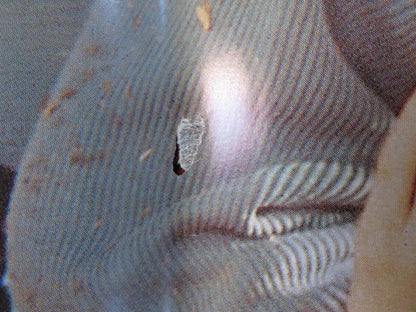 SLEEPWALKERS - F ITALIAN FOTOBUSTA POSTER STEPHEN KING BRIAN KRAUSE 1992 Rendezvous Cinema Movie posters