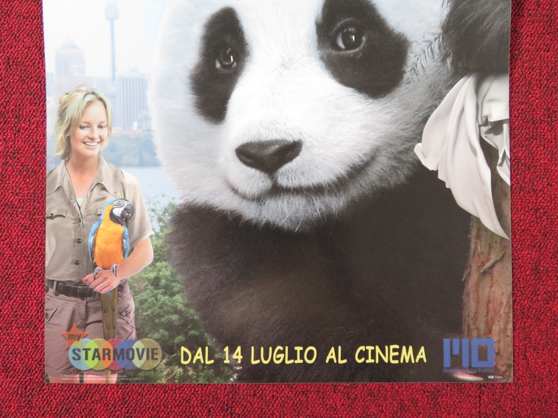 SNEEZING BABY PANDA: THE MOVIE ITALIAN LOCANDINA POSTER AMBER CLAYTON 2015 Rendezvous Cinema Movie posters