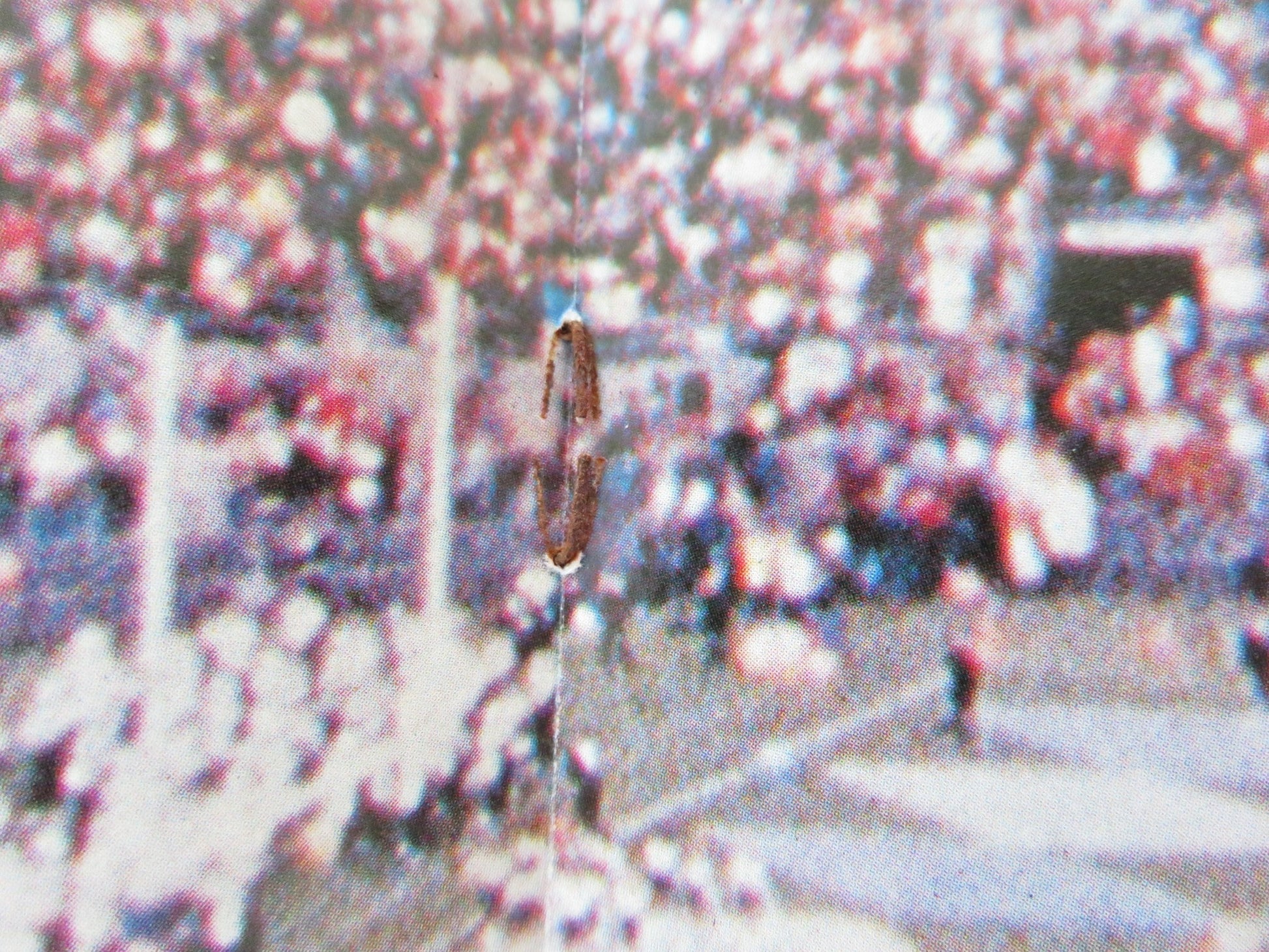 SOMETHING FOR JOEY JAPANESE BROCHURE / PRESS BOOK STEVE GUTTERNBERG 1977 Rendezvous Cinema Movie posters