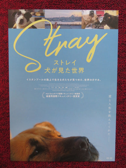 STRAY JAPANESE CHIRASHI (B5) POSTER ZEYTIN NAZAR 2020 Rendezvous Cinema Movie posters