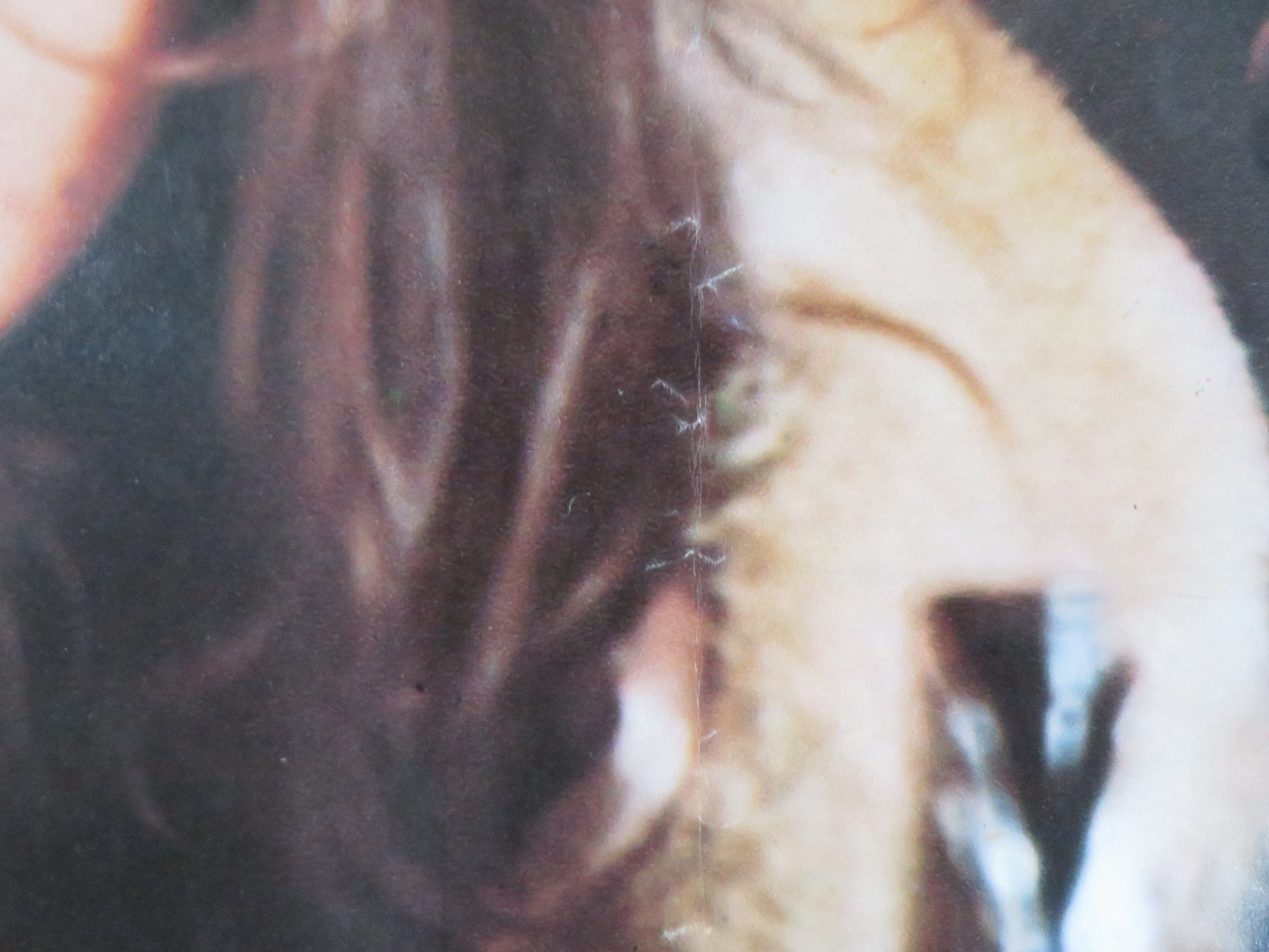 STROSZEK - A ITALIAN FOTOBUSTA POSTER BRUNO S. EVA MATTES 1977 Rendezvous Cinema Movie posters