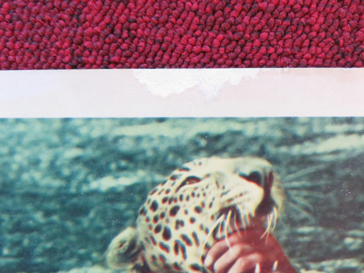 TAFFY AND THE JUNGLE HUNTER US LOBBY CARD FULL SET JACQUES BERGERAC 1965 Rendezvous Cinema Movie posters