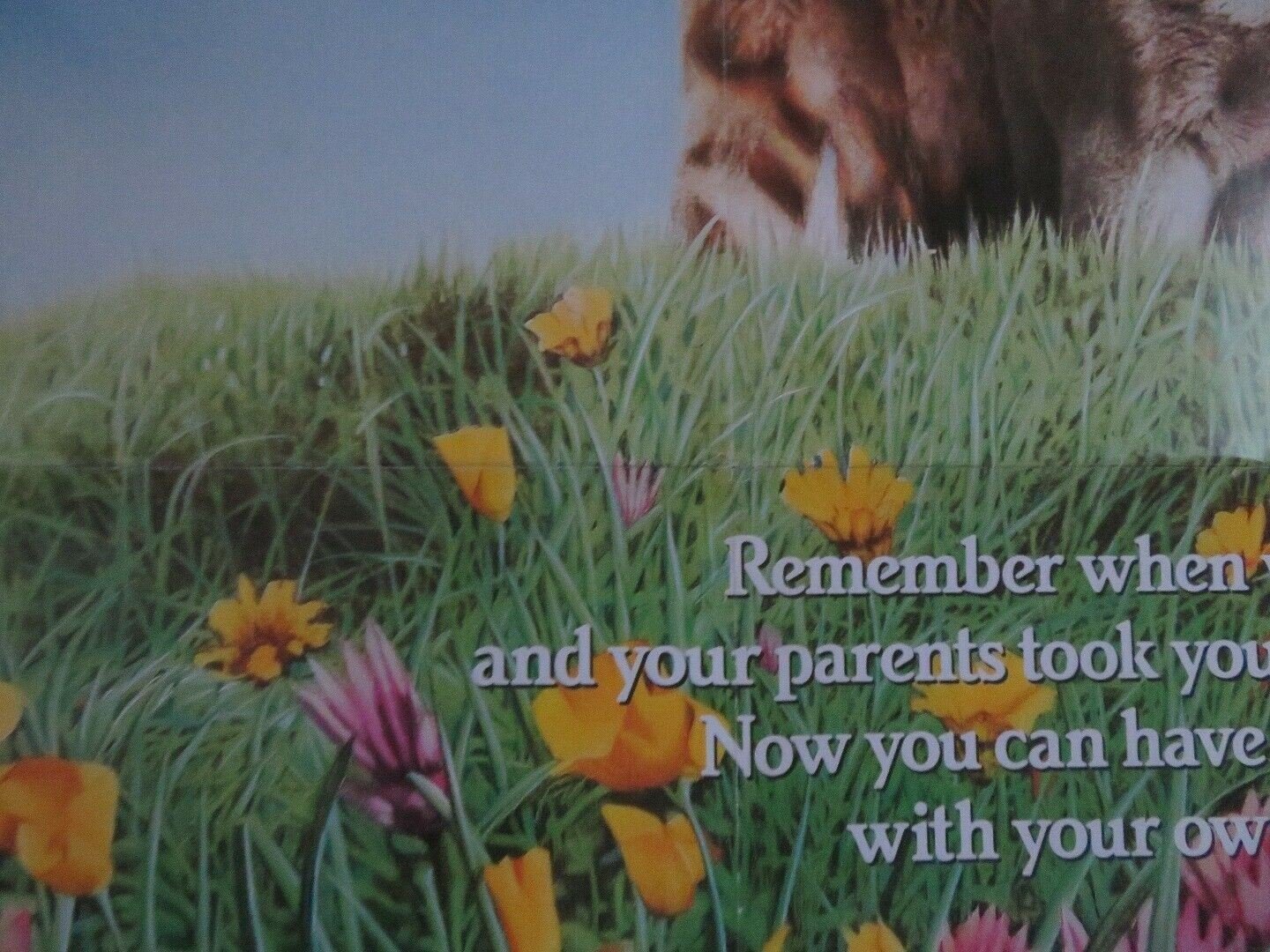 THE ADVENTURES OF MILO AND OTIS US ONE SHEET POSTER DUDLEY MOORE 1989 Movie posters