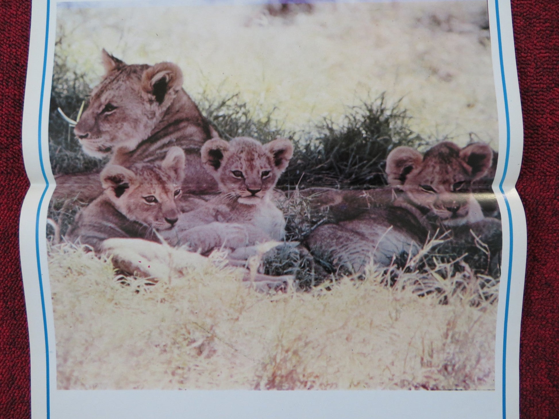 THE AFRICAN LION ITALIAN LOCANDINA POSTER DISNEY JAMES ALGAR 1957 Rendezvous Cinema Movie posters