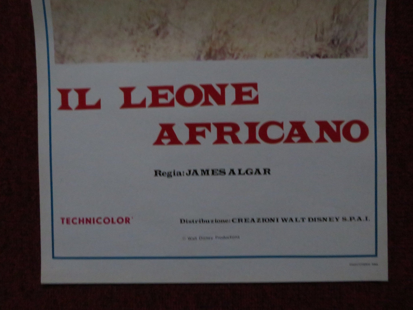 THE AFRICAN LION ITALIAN LOCANDINA POSTER DISNEY WINSTON HIBLER 1957 Rendezvous Cinema Movie posters