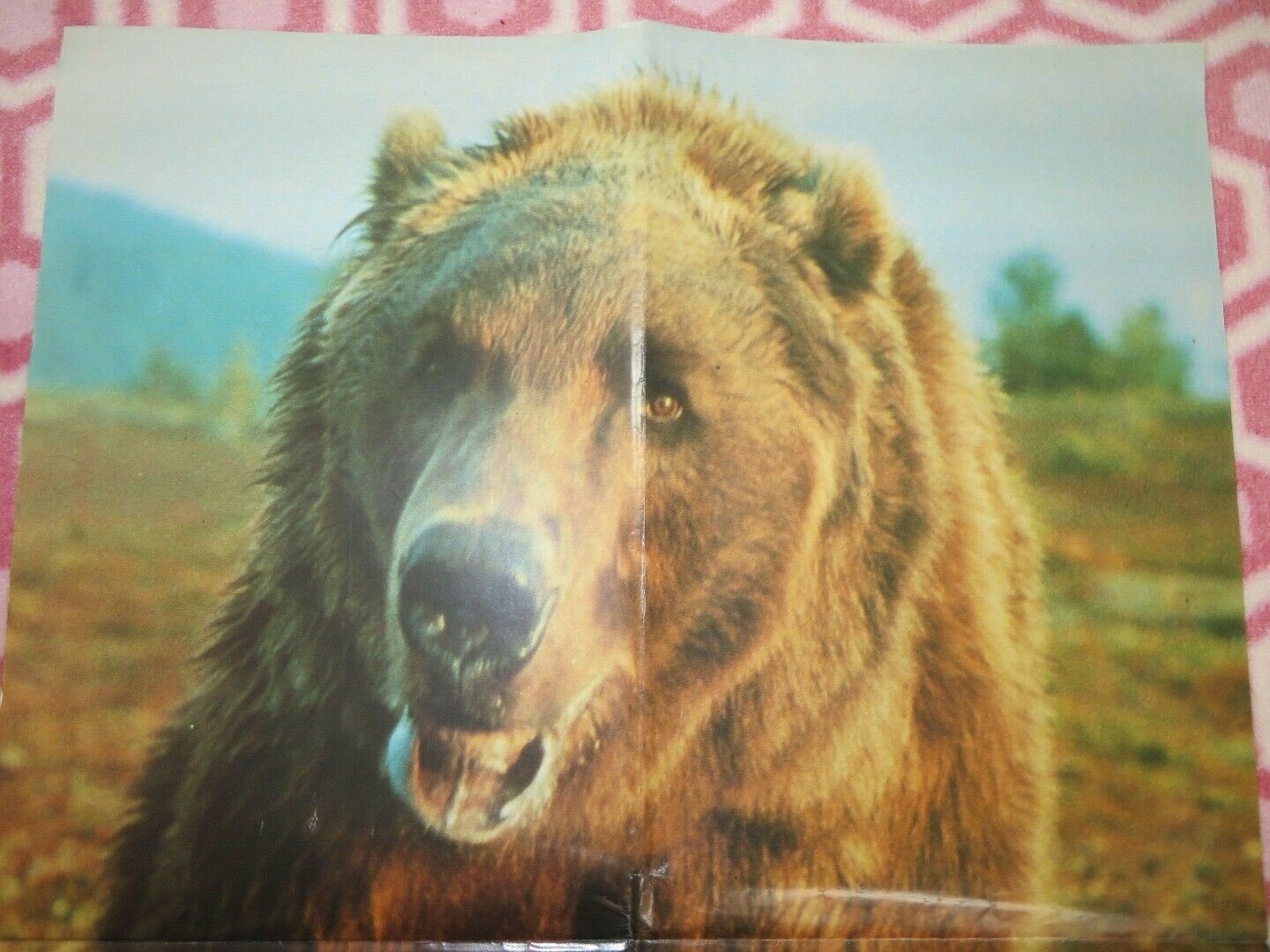 THE BEAR UK DOUBLE CROWN POSTER JACK WALLACE 1988 Rendezvous Cinema Movie posters