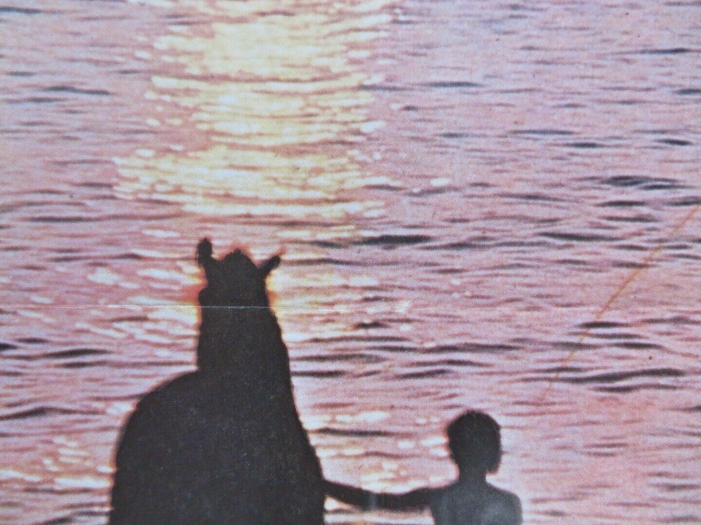 THE BLACK STALLION SPANISH (38.5"X 27") ROLLED POSTER KELLY RENO MICKEY ROONEY Movie posters