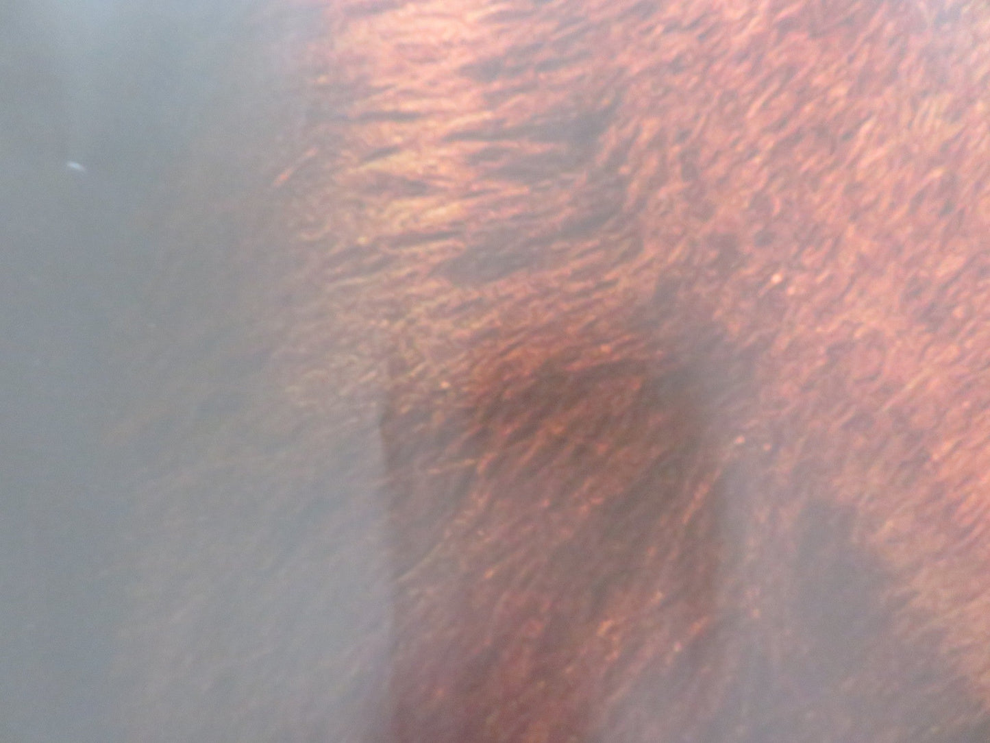 THE CHRONICLES OF NARNIA: THE VOYAGE OF THE DAWN TREADER UK QUAD ROLLED POSTER Rendezvous Cinema Movie posters