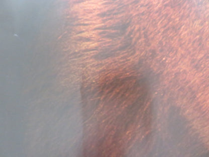 THE CHRONICLES OF NARNIA: THE VOYAGE OF THE DAWN TREADER UK QUAD ROLLED POSTER Rendezvous Cinema Movie posters