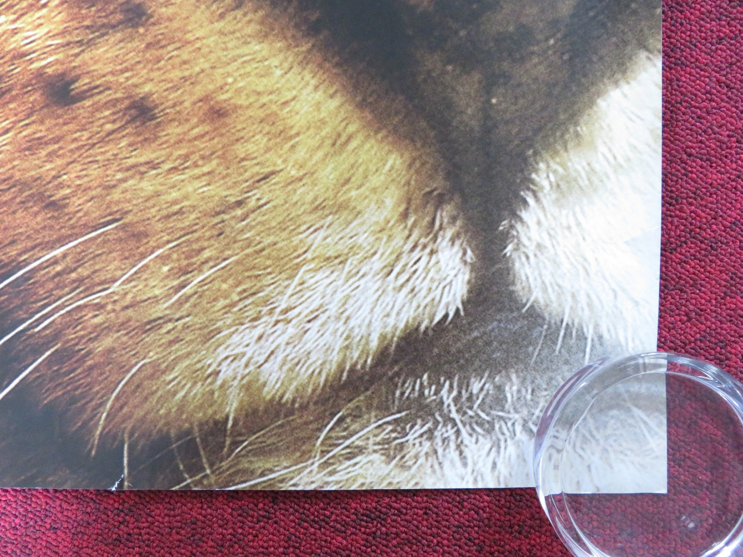 THE CHRONICLES OF NARNIA: THE VOYAGE OF THE DAWN TREADER UK QUAD ROLLED POSTER Rendezvous Cinema Movie posters