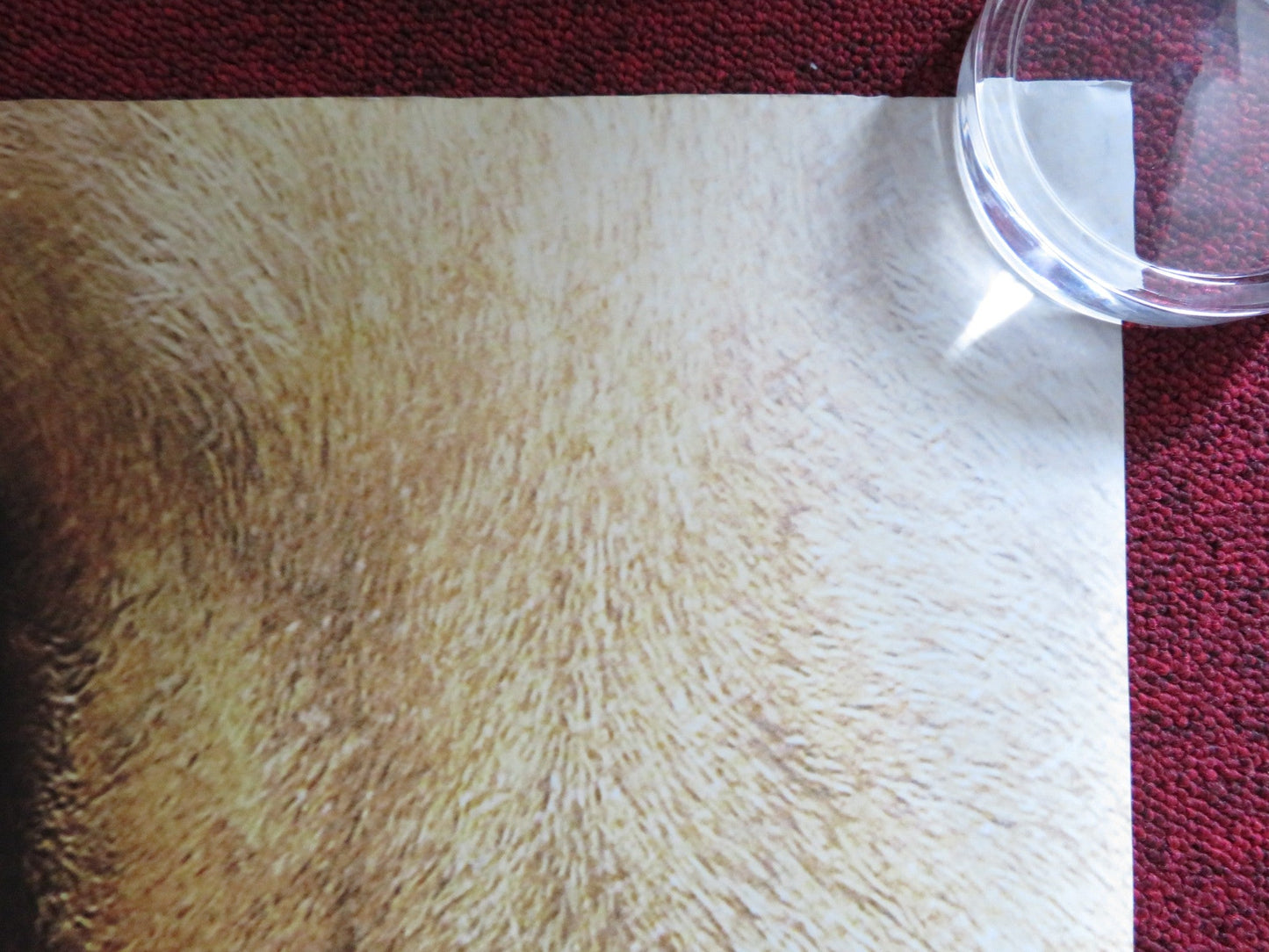 THE CHRONICLES OF NARNIA: THE VOYAGE OF.. UK QUAD (30"x 40") ROLLED POSTER 2010 Rendezvous Cinema Movie posters