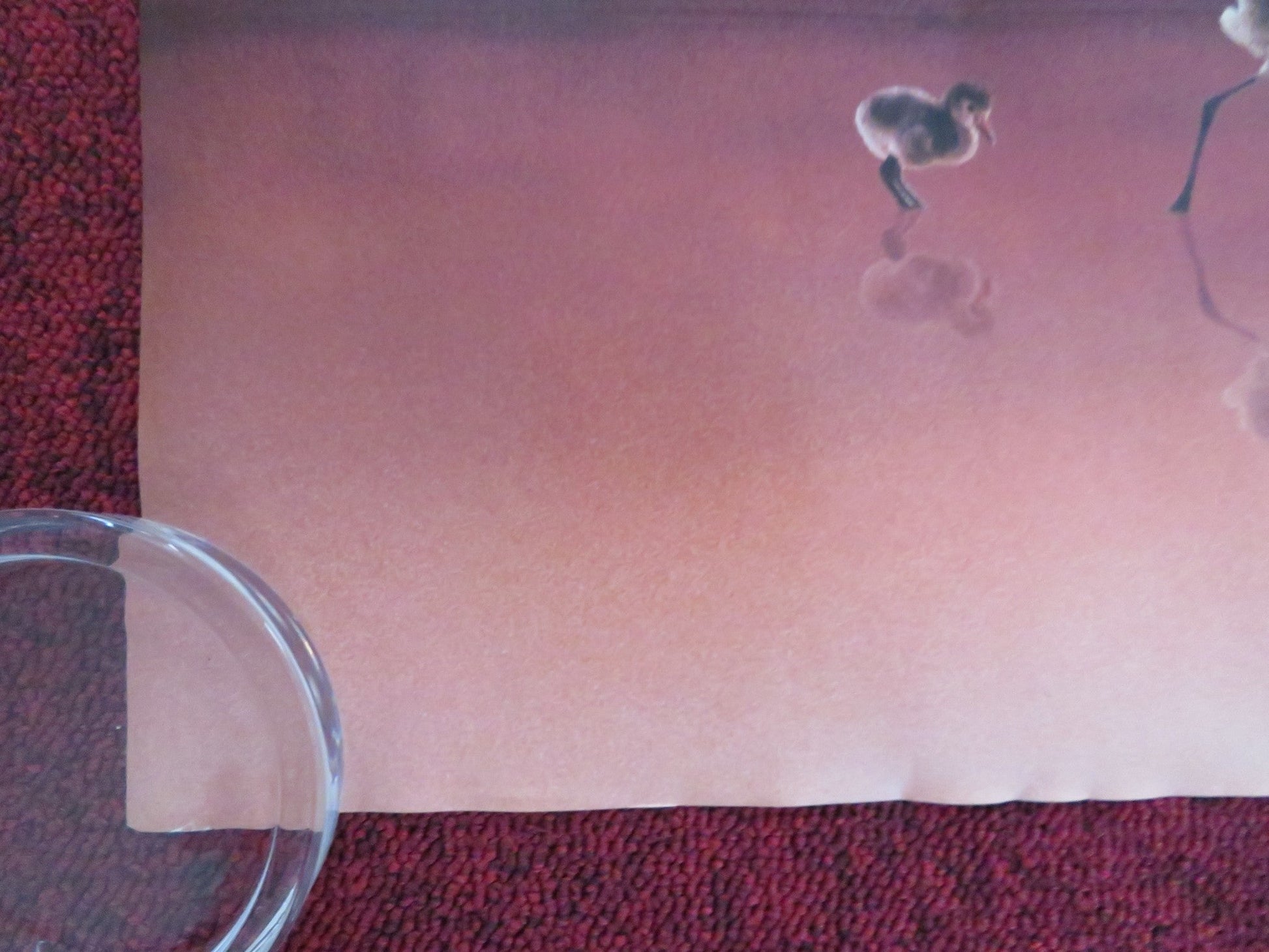 THE CRIMSON WING: MYSTERY OF THE FLAMINGO UK QUAD (30"x 40") ROLLED POSTER 2008 Rendezvous Cinema Movie posters