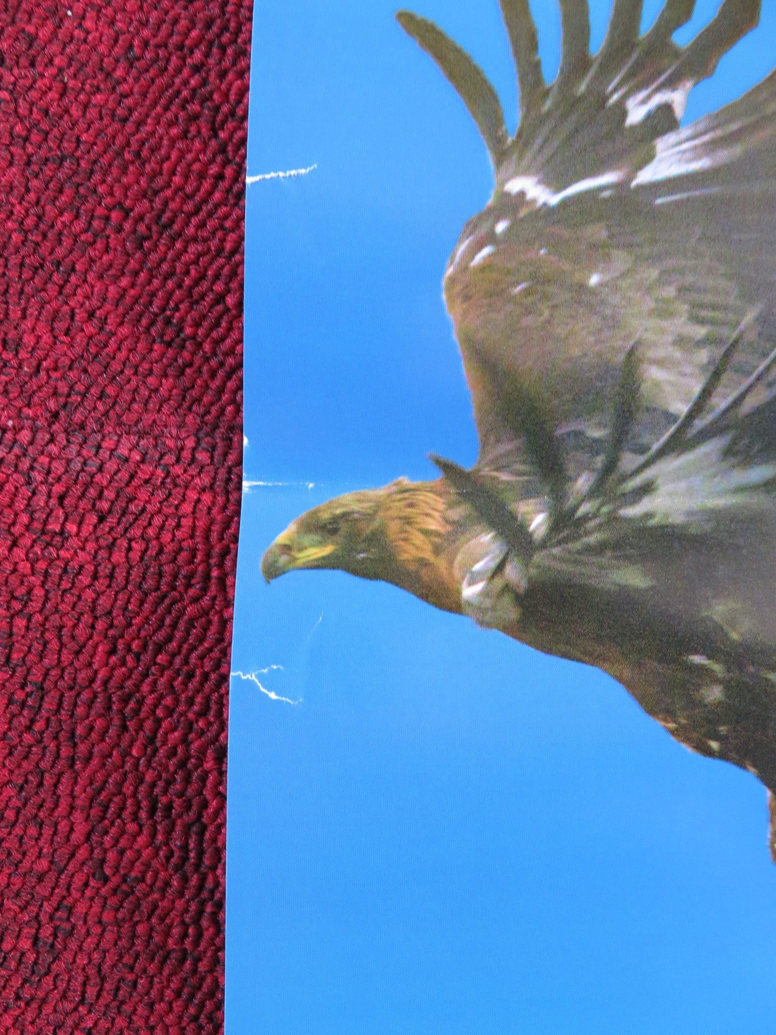 THE EAGLE HUNTRESS ITALIAN LOCANDINA POSTER DAISY RIDLEY 2016 Rendezvous Cinema Movie posters