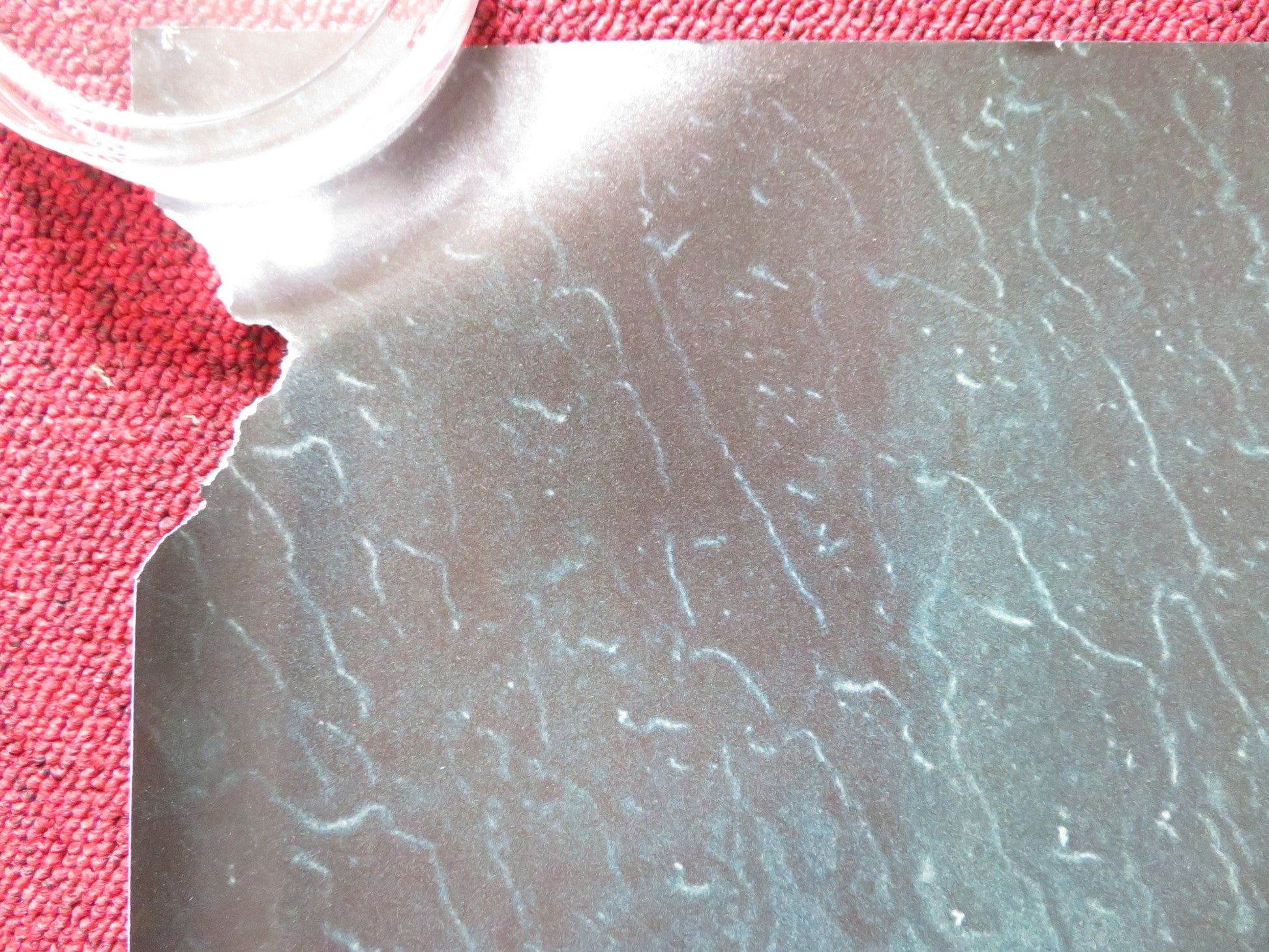 THE GIRL ON THE TRAIN UK QUAD ROLLED POSTER EMILY BLUNT 2016 Rendezvous Cinema Movie posters