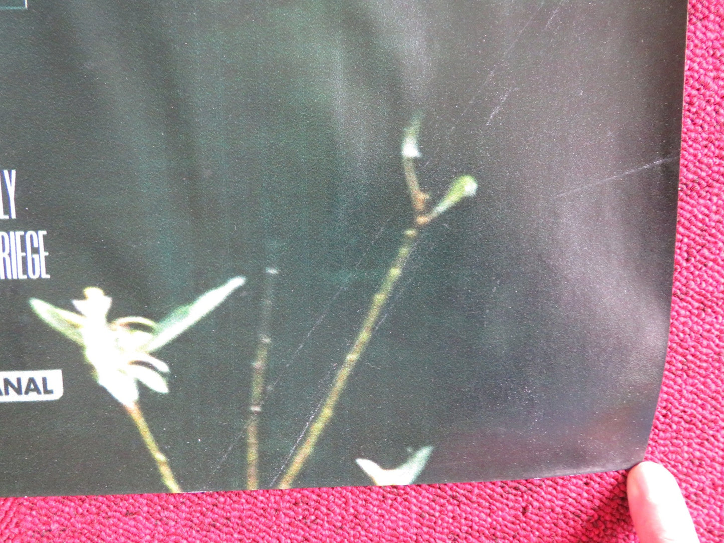 THE KINGS OF SUMMER UK QUAD (30"x 40") ROLLED POSTER NICK ROBINSON G. BASSO 2013 Rendezvous Cinema Movie posters