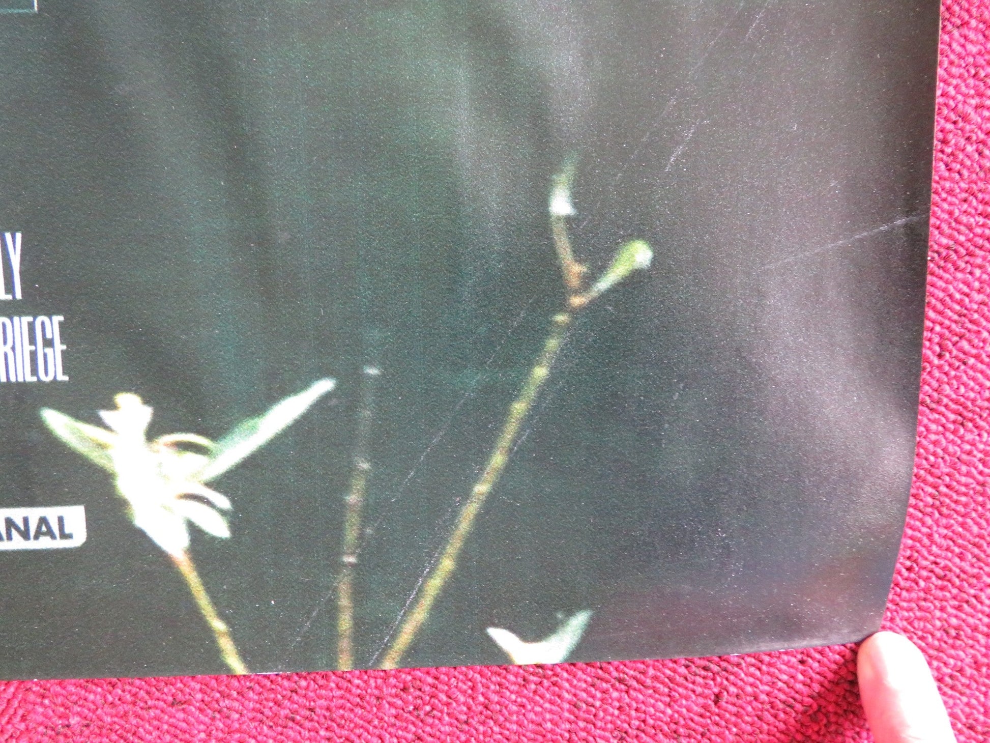 THE KINGS OF SUMMER UK QUAD (30"x 40") ROLLED POSTER NICK ROBINSON G. BASSO 2013 Rendezvous Cinema Movie posters