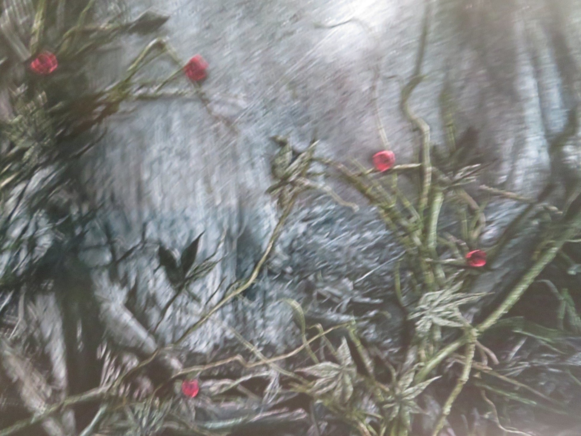 THE RUINS US ONE SHEET ROLLED POSTER JOHNATHAN TUCKER JENA MALONE 2008 Rendezvous Cinema Movie posters