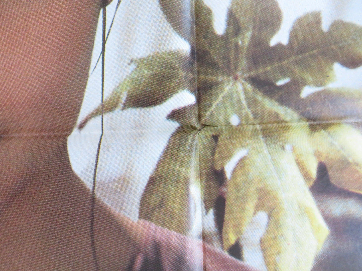 THE SCENT OF GREEN PAPAYA ITALIAN 2 FOGLIO POSTER NU YEN - KHE TRAN MAN SAN LU Rendezvous Cinema Movie posters